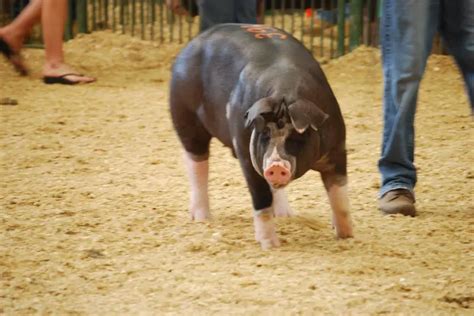 poland china hog association